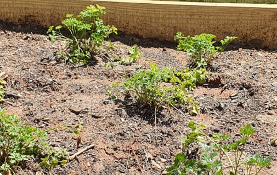 Unhealthy plants in community garden in Charlotte, NC